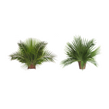 Mediterranean Palm - JSMED