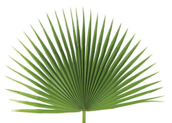 Fan Leaf Palm - JSFAN