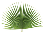 Fan Leaf Palm - JSFAN
